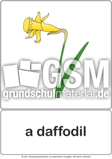 Bildkarte - daffodil.pdf